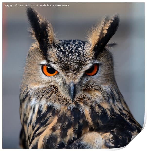 Portrait of a European Eagle Owl  Print by Navin Mistry
