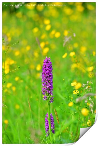 Marsh Orchids in a summer meadow Print by Navin Mistry