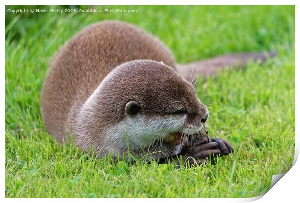 Asian Short Claw Otter Feeding Print by Navin Mistry