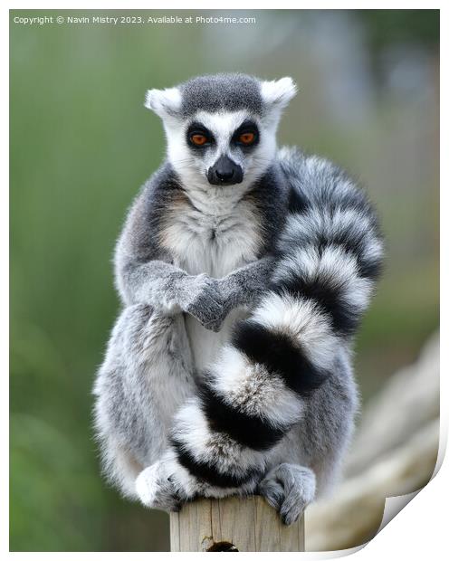 Ring-Tailed Lemur Print by Navin Mistry