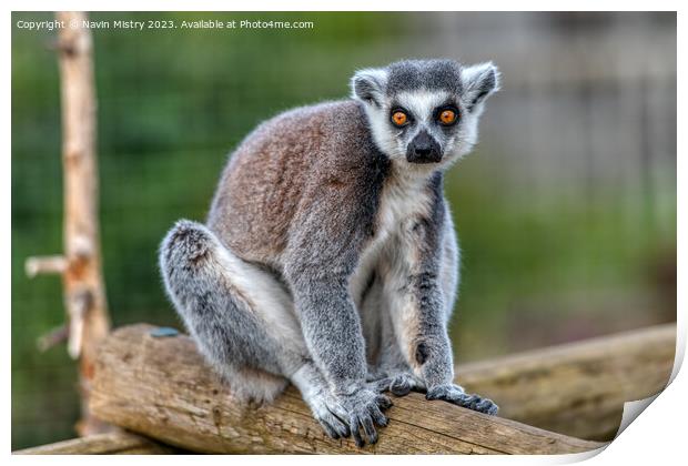 A Ring-Tailed Lemur Print by Navin Mistry