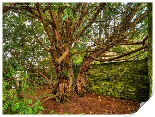 The Fortingall Yew, Oldest Tree in Europe  Print by Navin Mistry