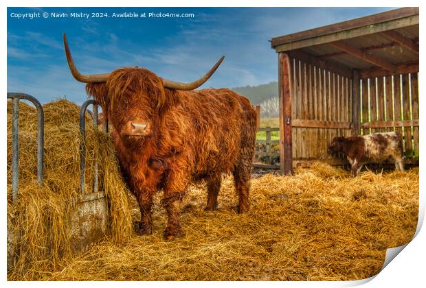 A highland Cow next to a pile of hay, Perthshire Print by Navin Mistry