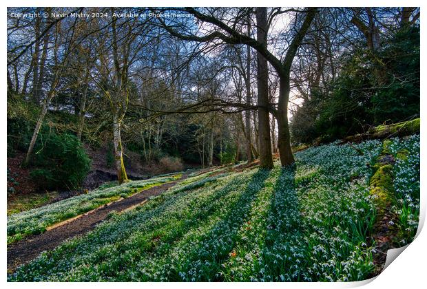 Snow Drops at Scone Palace Print by Navin Mistry