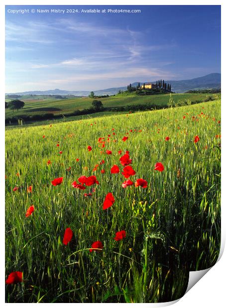 A Tuscan Farm House and Poppies, Val D'Orcia,  Print by Navin Mistry