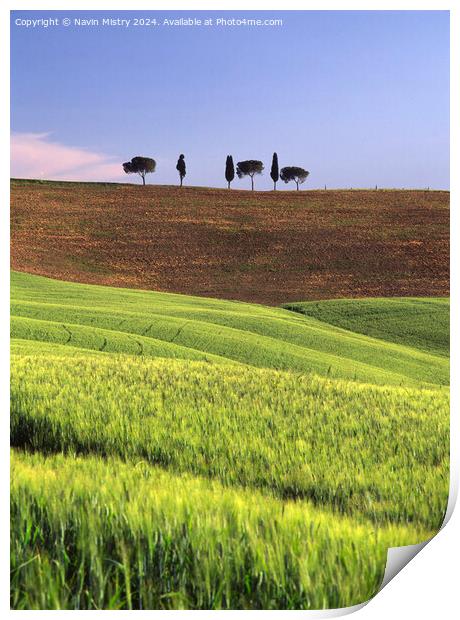 An islotated clump of trees, Val D'Orcia, Italy Print by Navin Mistry