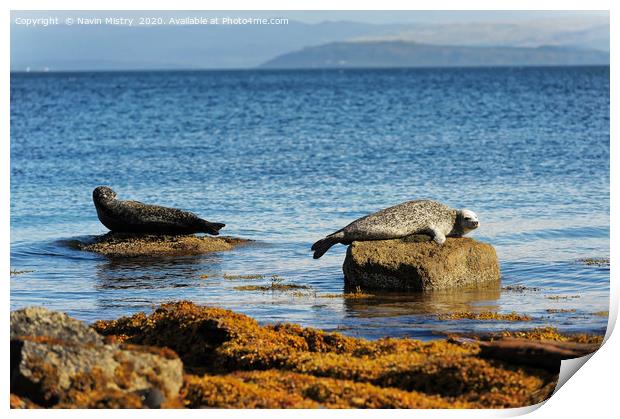 Seals relaxing in the sunshine, Isle of Arran, Sco Print by Navin Mistry