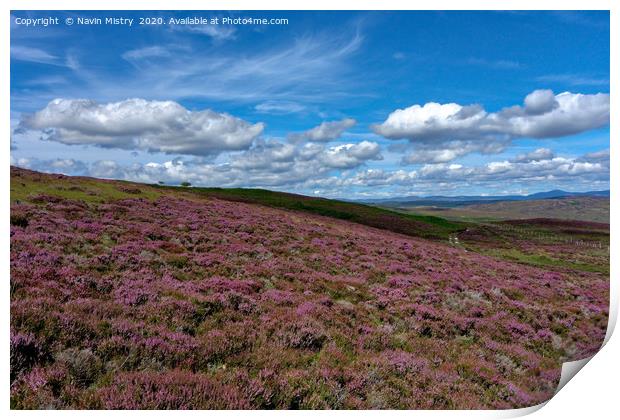 Heather on the slopes of Schiehallion              Print by Navin Mistry