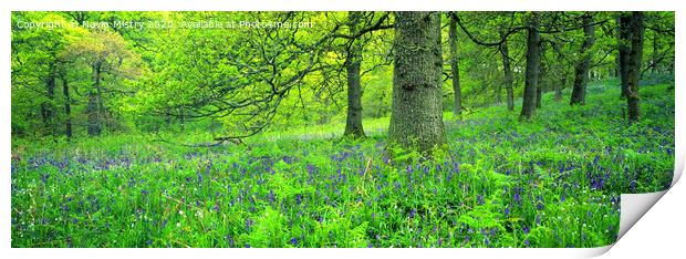 Bluebell Woods Panorama Print by Navin Mistry