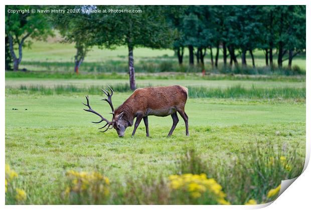 A red deer stag, grazing on the golf course at Lochranza, Isle of Arran, Print by Navin Mistry