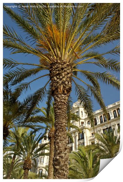 Palm trees, La Esplanda, Alicante, Spain in front of the Casa Carbonell Print by Navin Mistry