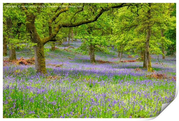 Kinclaven Bluebell Woods, Perthshire, Scotland Print by Navin Mistry