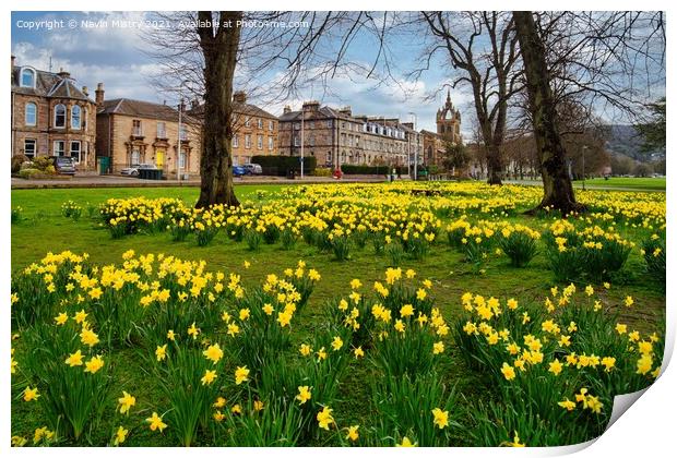 Spring Daffodils the South Inch, Perth, Scotland Print by Navin Mistry