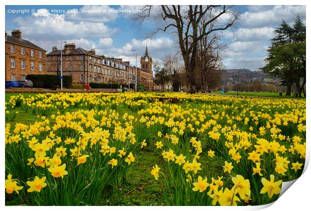 Spring Daffodils The South Inch, Perth, Scotland Print by Navin Mistry