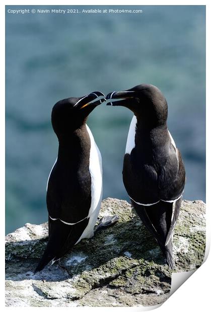 Razorbills or lesser Auks, Isle of May, Firth of Forth  Print by Navin Mistry