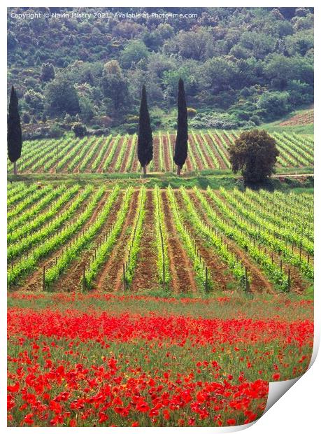 A vineyard fringed with poppies Tuscany, Italy Print by Navin Mistry