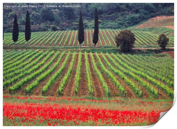 A vineyard fringed with poppies Tuscany, Italy  Print by Navin Mistry
