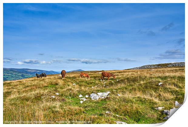 Wild Horses grazing on the Brecon Beacons Print by Gordon Maclaren