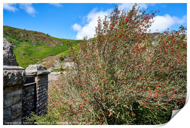 Rowan Tree and Caban Coch Dam Print by Gordon Maclaren