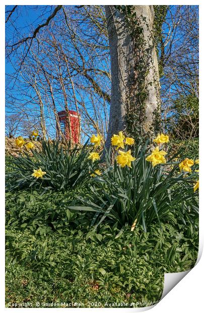 Welsh Daffodils 2 Print by Gordon Maclaren