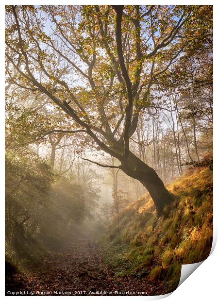 Autumn Mist in the forest Print by Gordon Maclaren