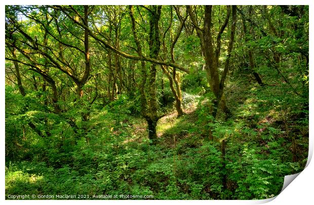 Lush Green Forest and Ancient Woodland, Bargoed So Print by Gordon Maclaren