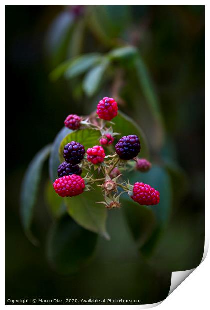 Wild blackberries Print by Marco Diaz