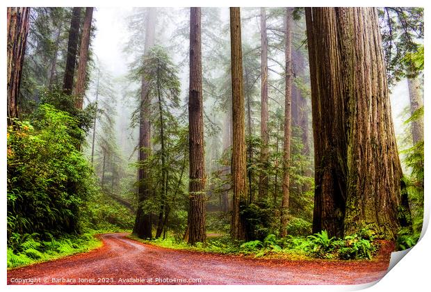 Giant Redwoods in the Mist, California USA Print by Barbara Jones