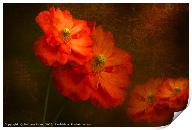 Vibrant Spanish Poppies in Bloom Print by Barbara Jones