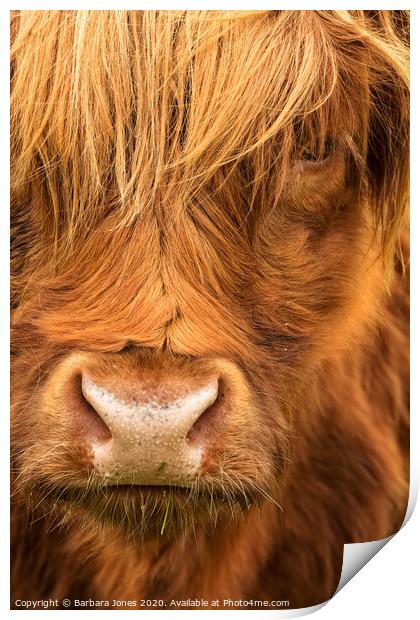  Highland Cow Scottish Highlands Print by Barbara Jones