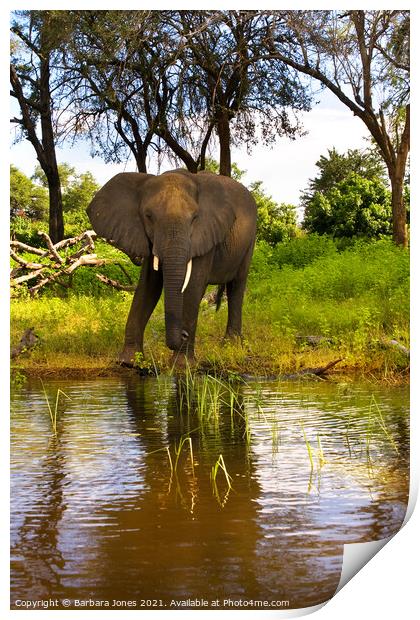 Lone Elephant Chobe River Botswana Africa Print by Barbara Jones