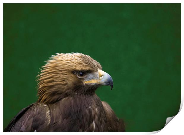 Portrait of a Golden Eagle Print by Emma Dickson