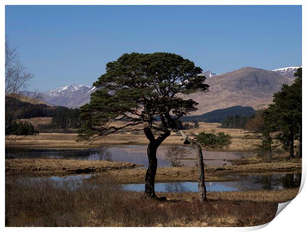 Tree at Loch Tulla Print by Emma Dickson