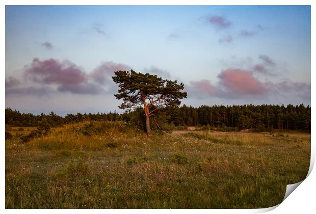 Lonely pine tree on the field Print by Alexey Rezvykh