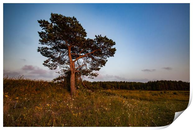 Lonely pine tree on a field Print by Alexey Rezvykh