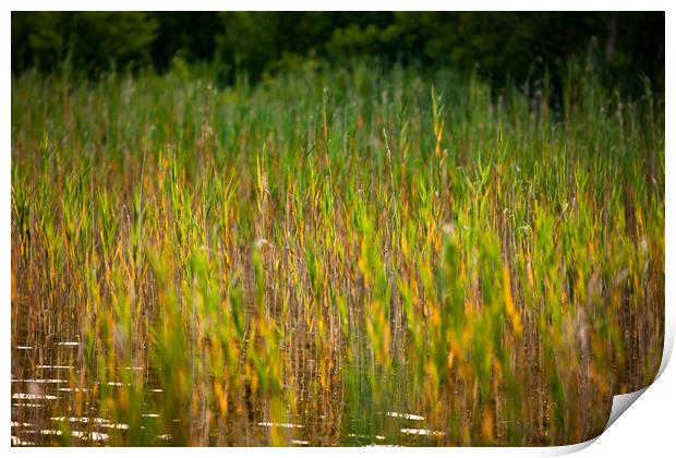Green grass on the lake water. Print by Alexey Rezvykh
