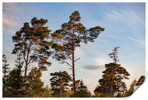 Tall pine trees in sunset light. Print by Alexey Rezvykh