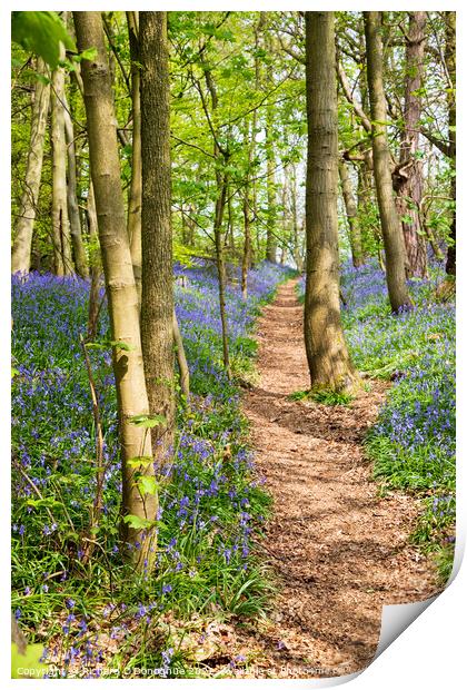 Bluebell Wood Print by Richard O'Donoghue