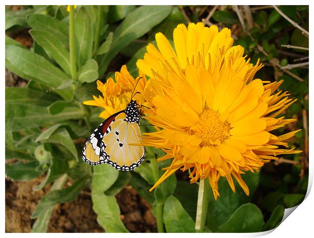 Butterfly on a yellow flower....  Print by Ankit Mahindroo