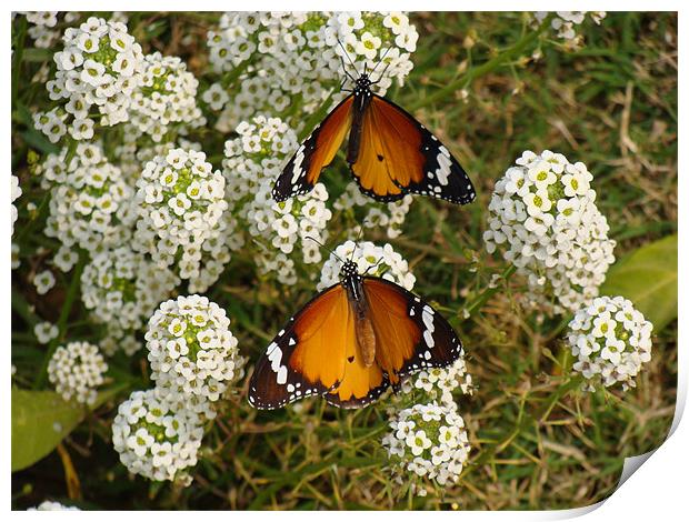 Two butterflies on a white flower...  Print by Ankit Mahindroo
