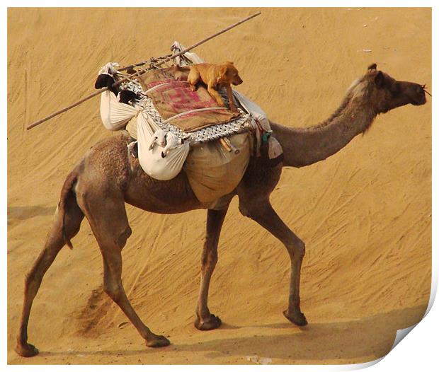 A Dog enjoying a Camel ride  Print by Ankit Mahindroo