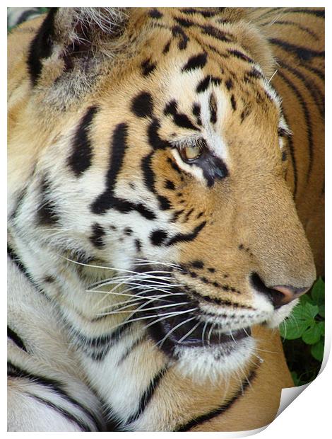 Tiger - a closeup view Print by Ankit Mahindroo
