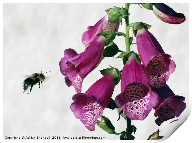 Bee and Foxglove Print by Adrian Snowball
