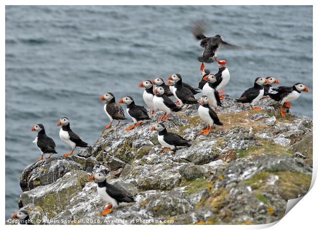 Puffins Print by Adrian Snowball
