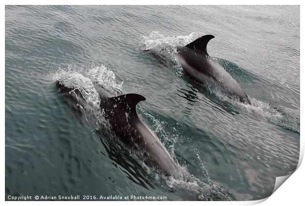 Two Dolphins Print by Adrian Snowball