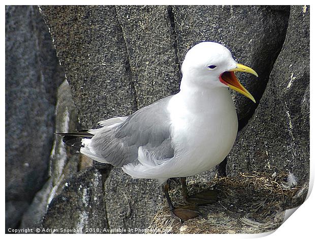 Kittiwake on the Isle of May Print by Adrian Snowball