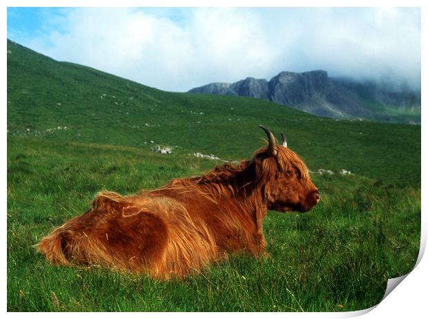 Highland Cow Print by Adrian Snowball