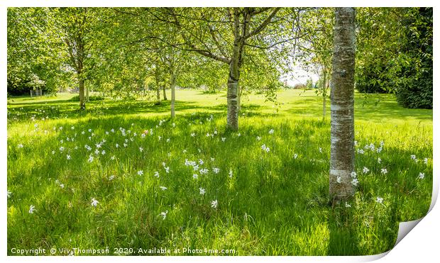 Blooms Amongst the Birches Print by Viv Thompson