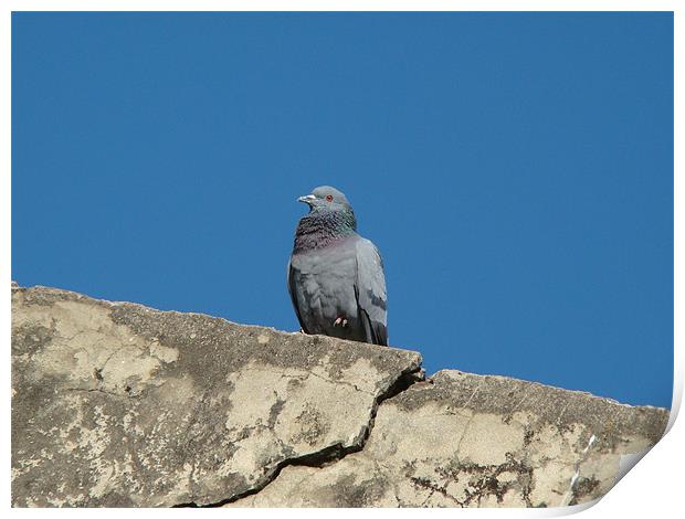 pigeon on ruins  Print by Ankur Mahindroo