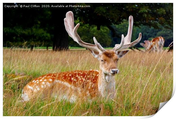 Fallow deer. Print by Paul Clifton